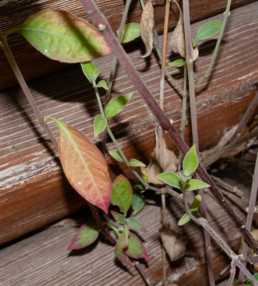 Image of Alternanthera porrigens specimen.