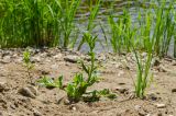 Myosotis palustris. Цветущее растение в сообществе с Carex acuta. Свердловская обл., Красноуфимский округ, Усть-Машский сельский совет, окр. дер. Русский Усть-Маш, галечно-песчаный берег. 13 июня 2021 г.