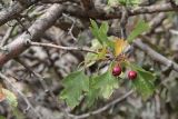 Crataegus karadaghensis