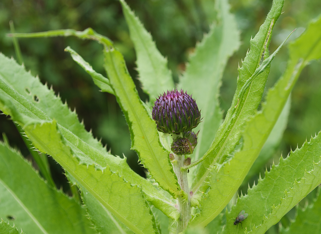 Image of Cirsium helenioides specimen.