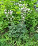 Echinops sphaerocephalus