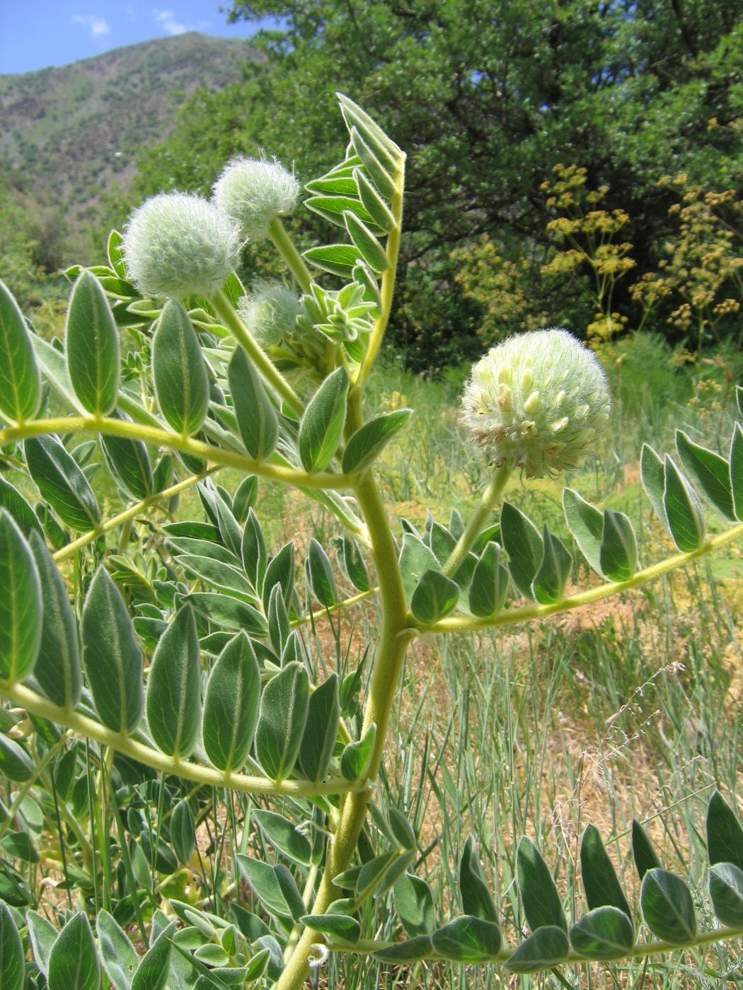 Image of Astragalus eximius specimen.