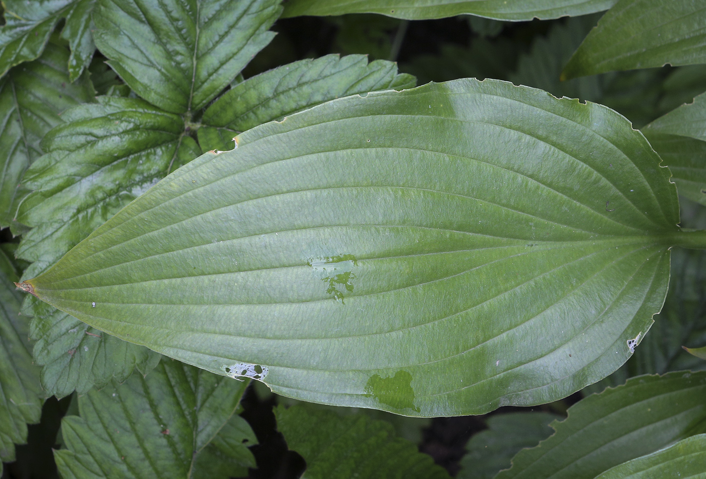 Изображение особи род Hosta.