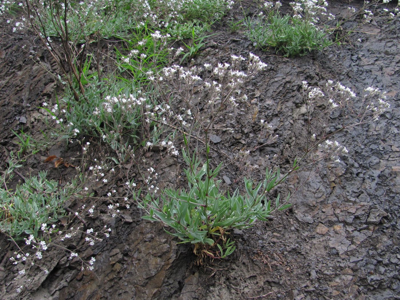 Image of Gypsophila acutifolia specimen.