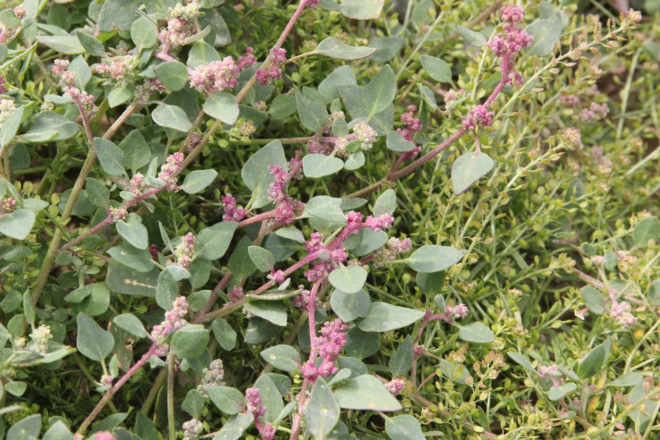 Изображение особи Chenopodium karoi.