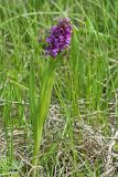 Dactylorhiza incarnata. Цветущее растение. Республика Татарстан, Спасский р-н, ур. Ясачка. 08.06.2010.