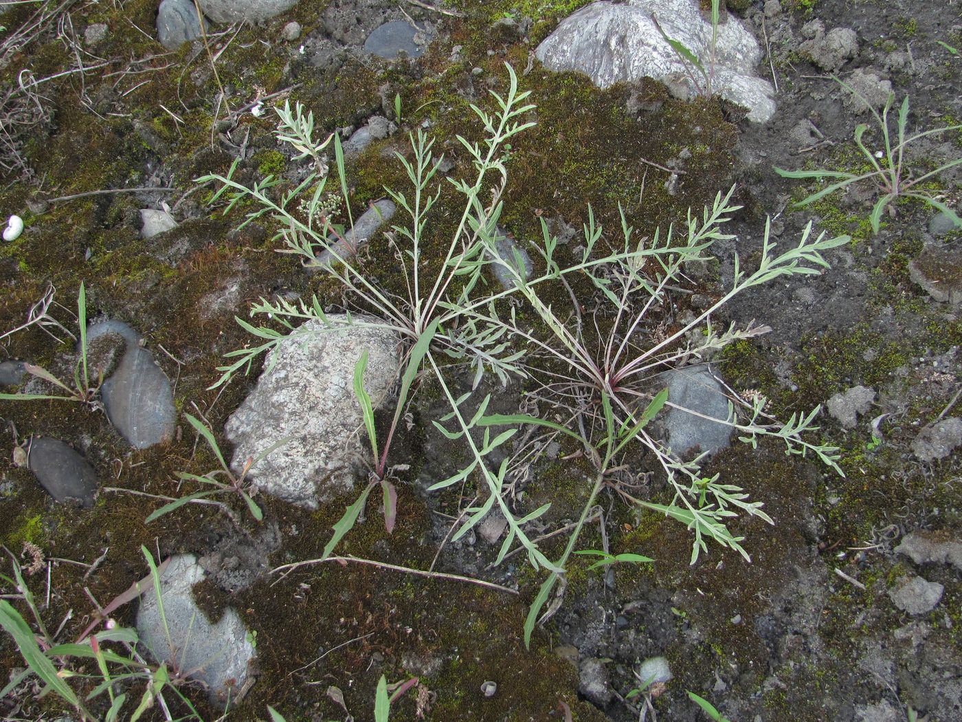 Image of Centaurea diffusa specimen.