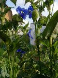 Commelina tuberosa