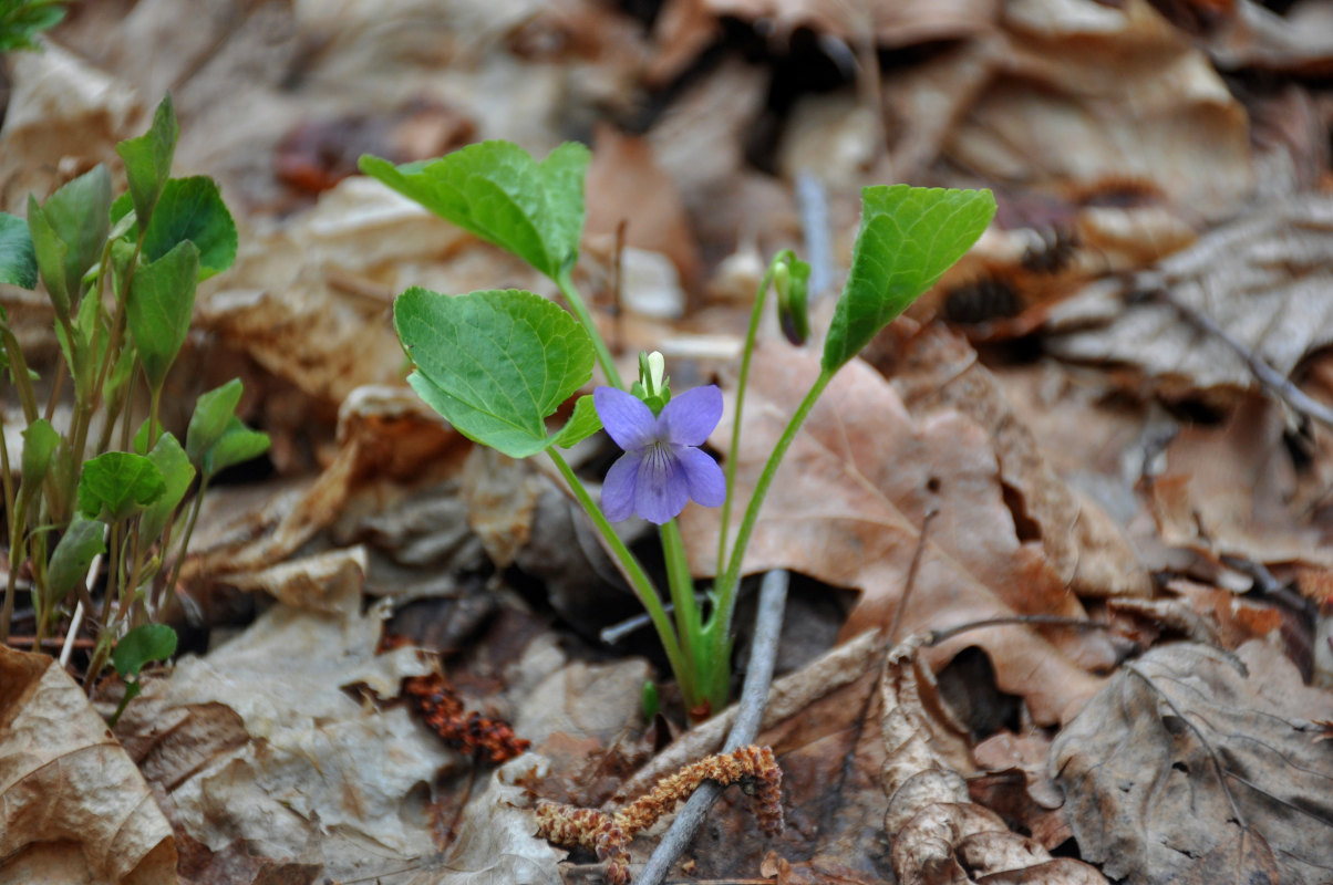 Изображение особи Viola mirabilis.