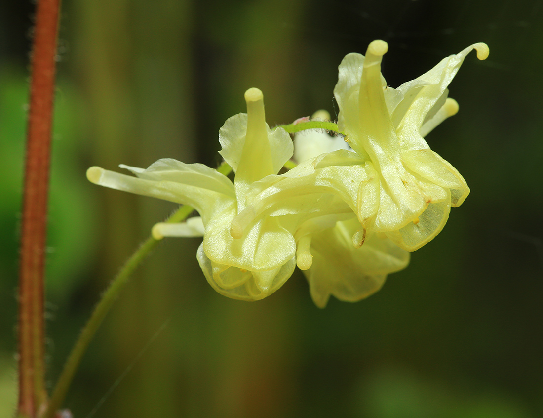 Image of Epimedium koreanum specimen.