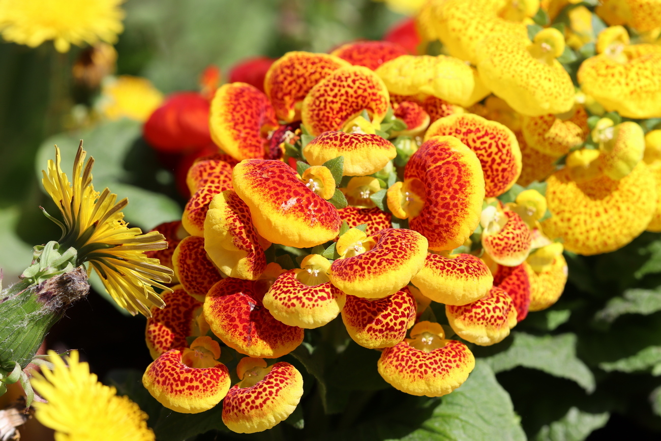 Изображение особи Calceolaria &times; herbeohybrida.