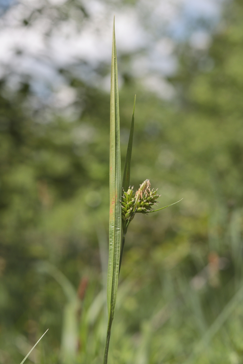 Изображение особи Carex pallescens.