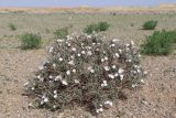 Convolvulus fruticosus