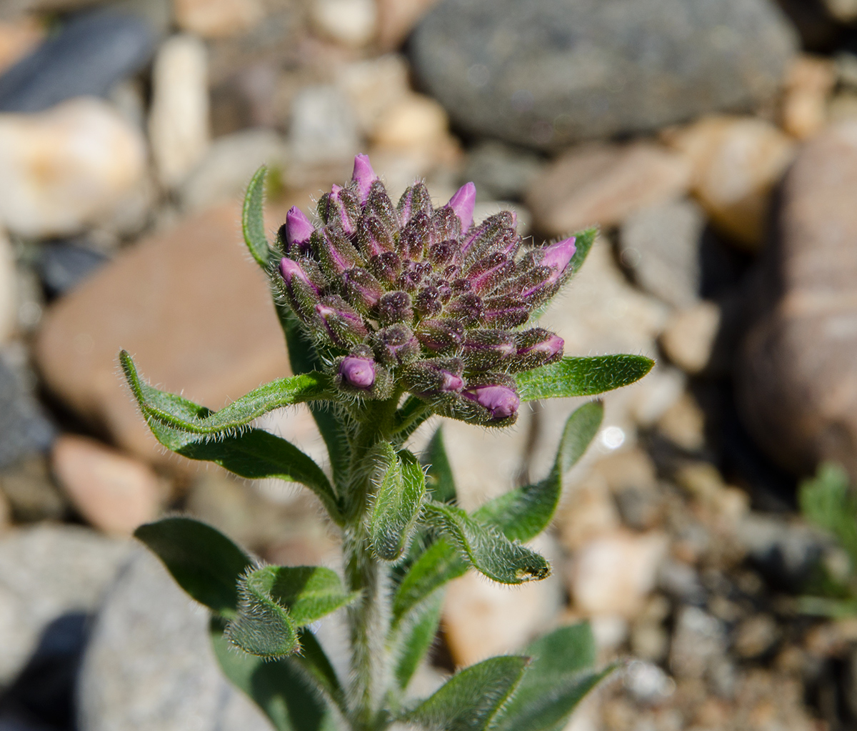 Image of Clausia aprica specimen.