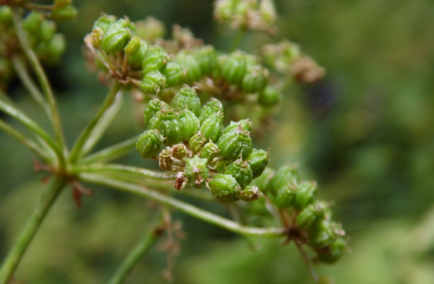 Изображение особи Conium maculatum.