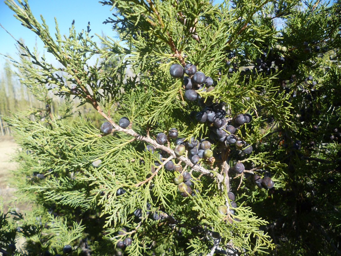 Image of Juniperus seravschanica specimen.