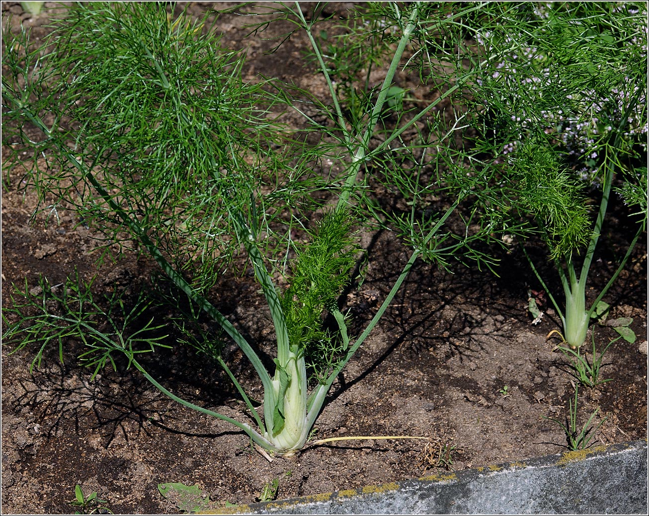 Image of Foeniculum vulgare specimen.