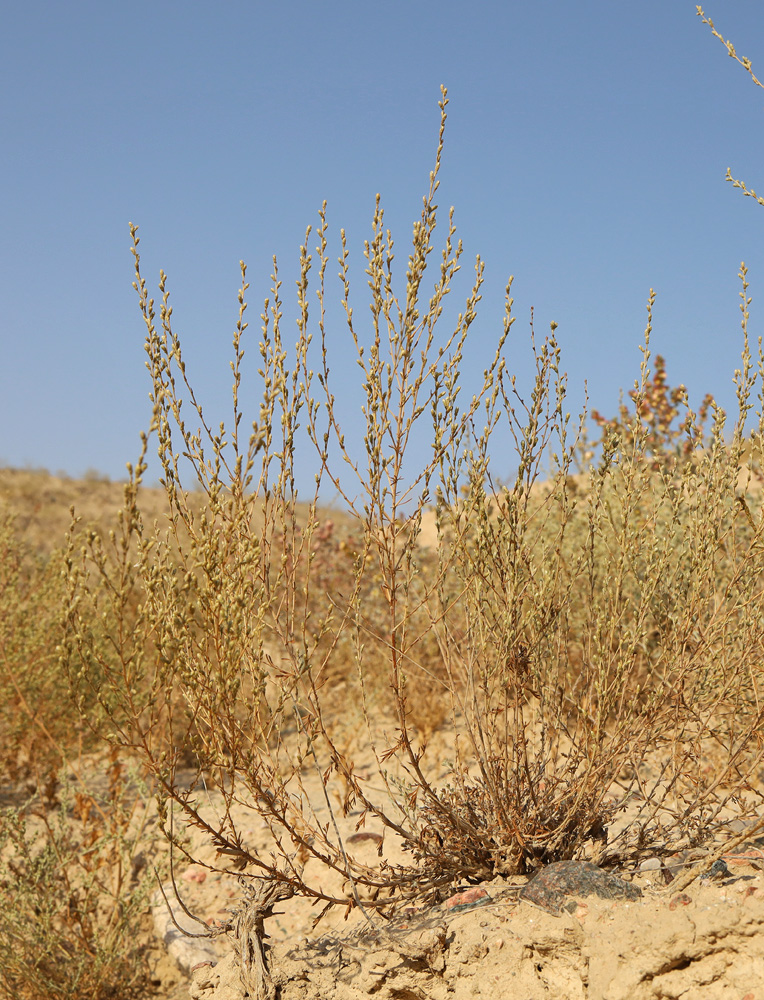 Image of Artemisia serotina specimen.