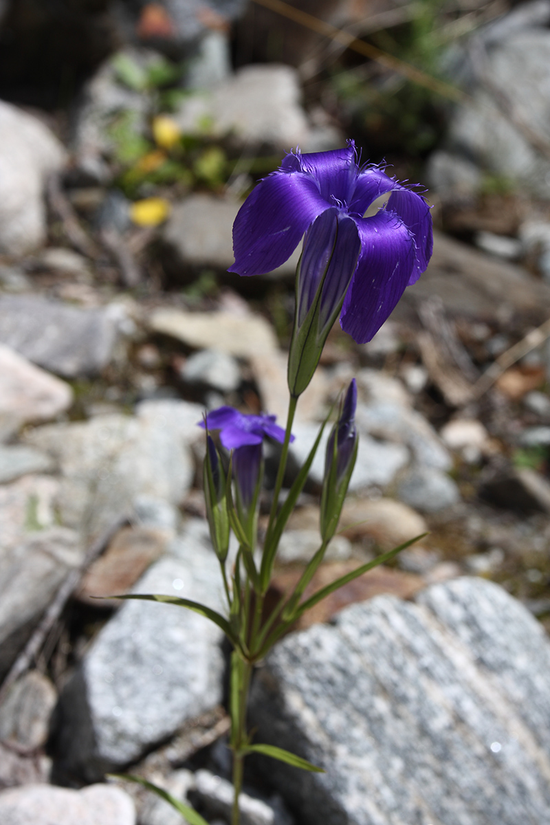 Image of Gentianopsis barbata specimen.