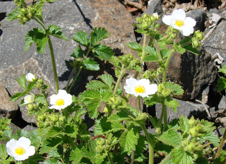 Image of Potentilla inquinans specimen.