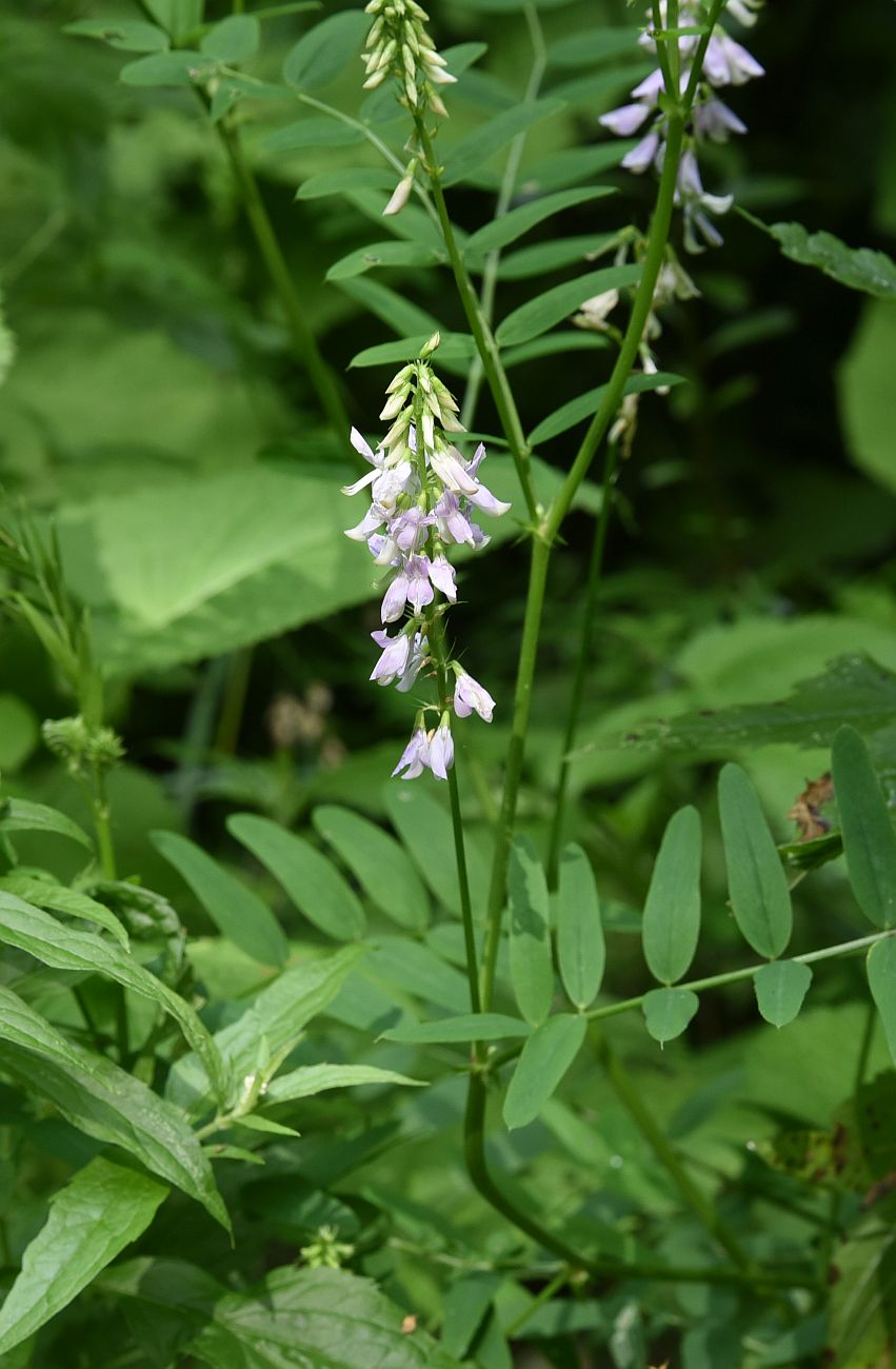 Изображение особи Galega officinalis.