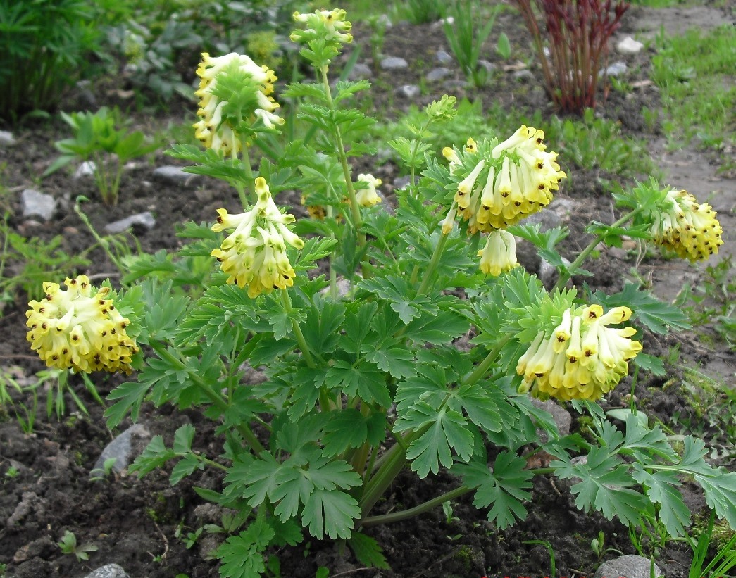 Image of Corydalis nobilis specimen.