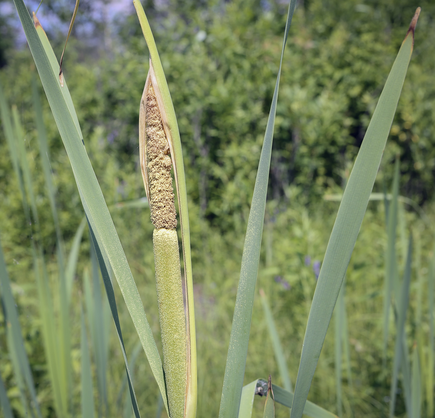 Image of Typha latifolia specimen.