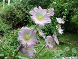 Смотреть изображение Alcea litwinowii