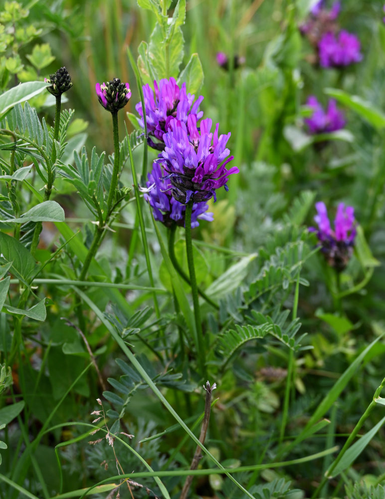 Изображение особи Astragalus onobrychis.