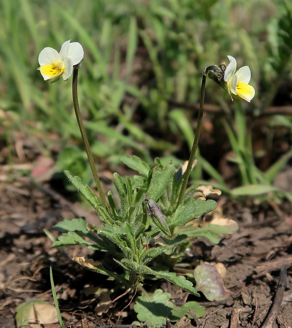 Image of Viola hymettia specimen.