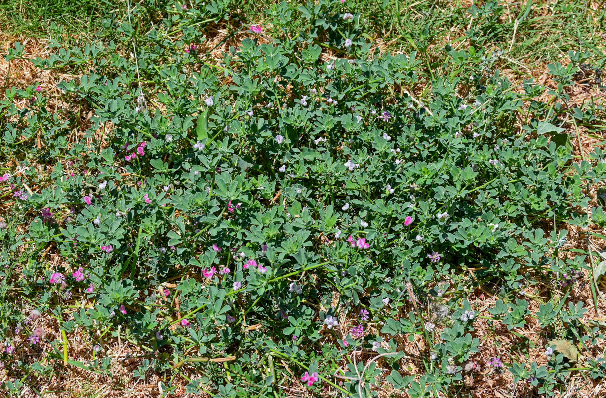 Image of genus Lotus specimen.