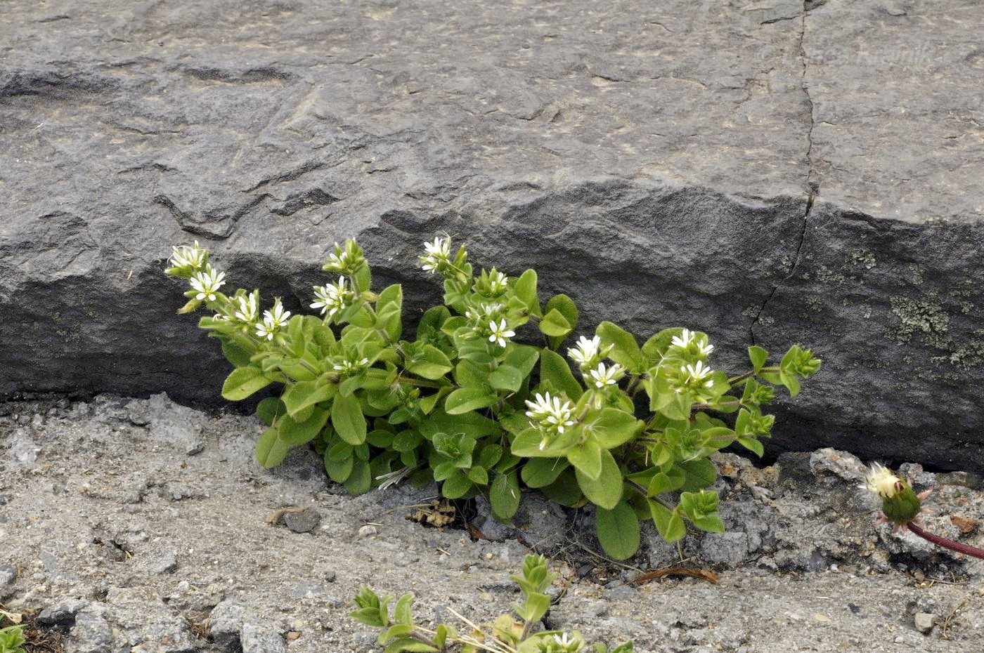 Image of Cerastium holosteoides specimen.