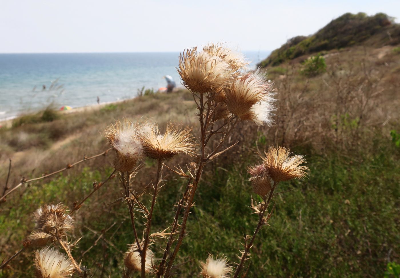 Image of Cirsium vulgare specimen.