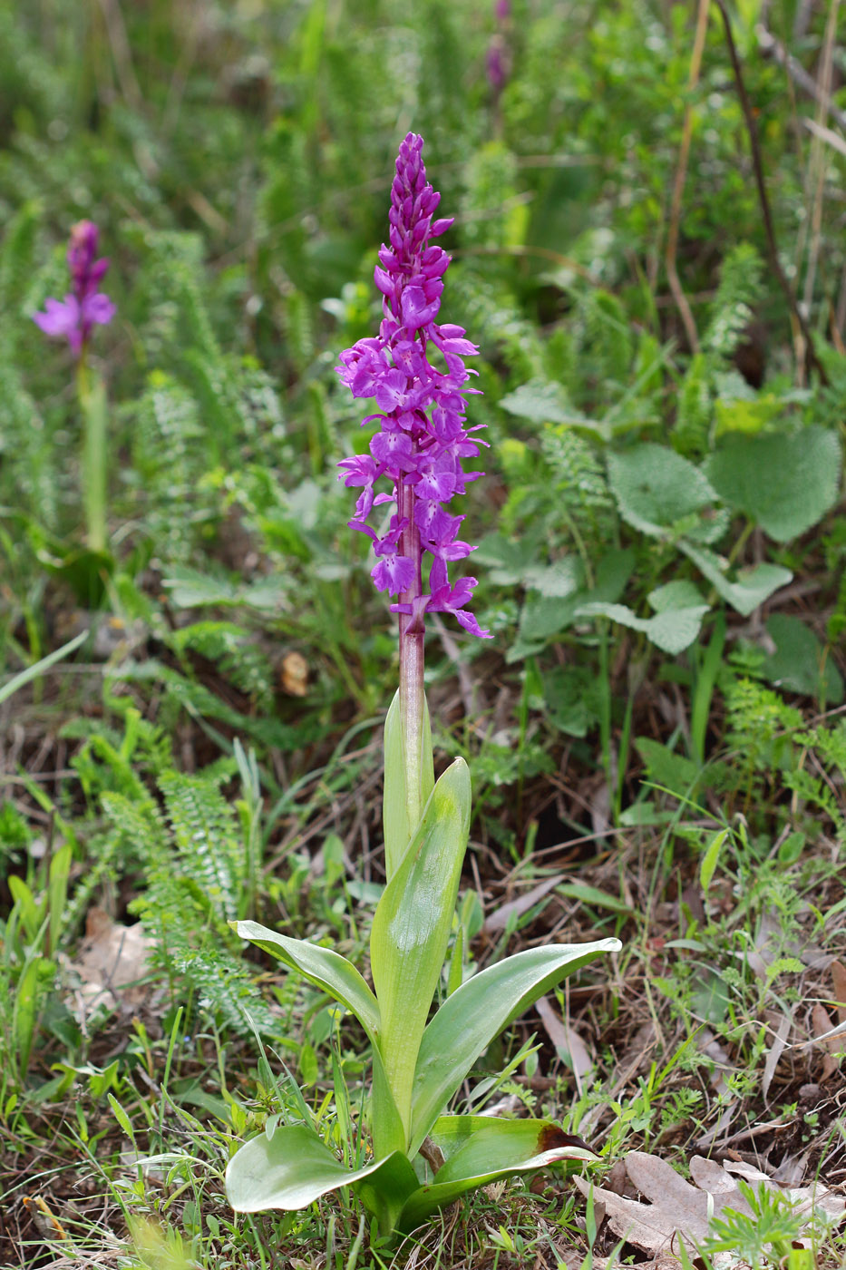 Изображение особи Orchis mascula.