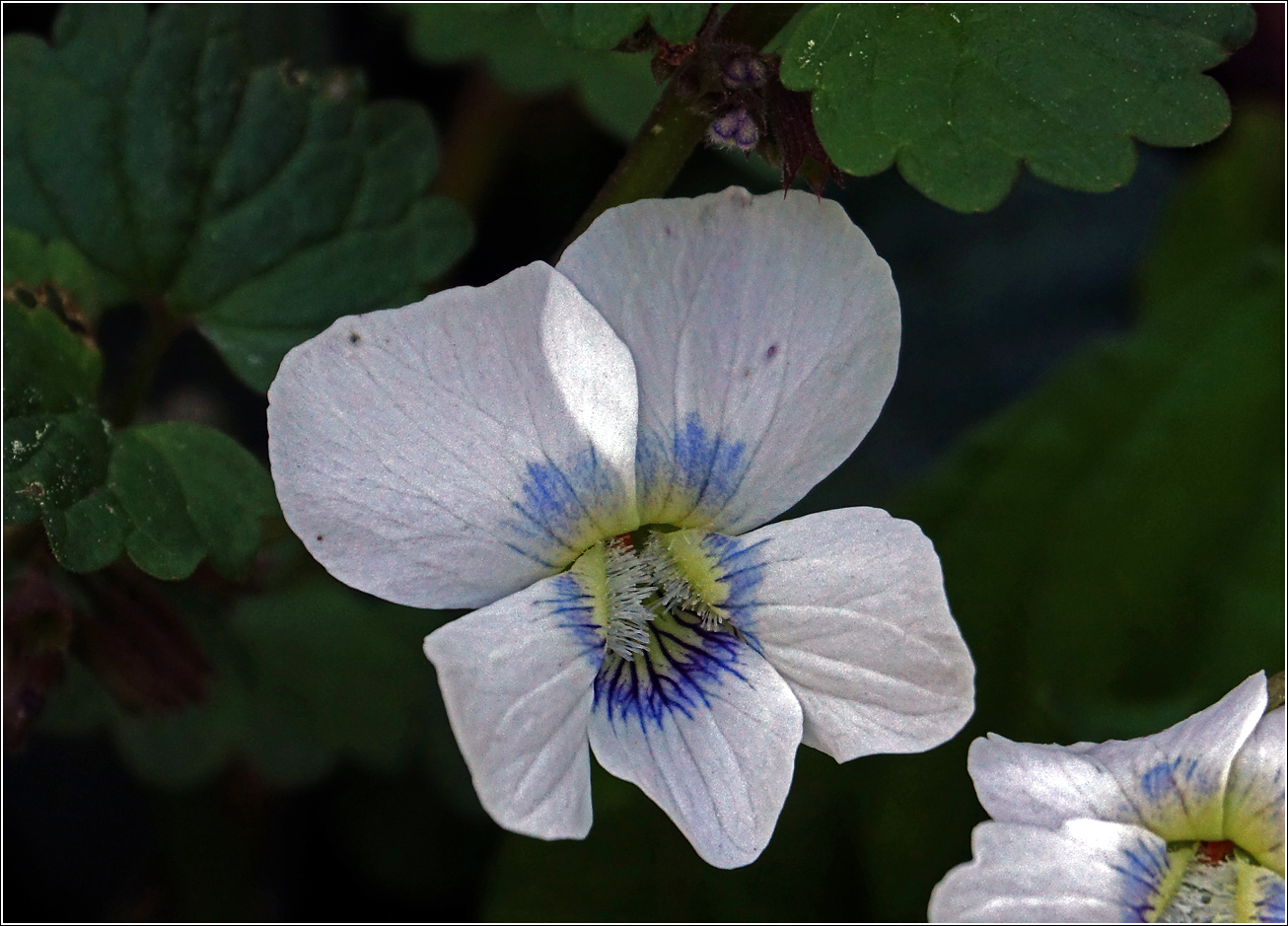 Image of Viola sororia specimen.