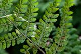 Dryopteris expansa. Часть вайи с сорусами (вид снизу). Курильские о-ва, о-в Кунашир, вулкан Менделеева, ≈ 400 м н.у.м., широколиственный лес. 21.08.2022.