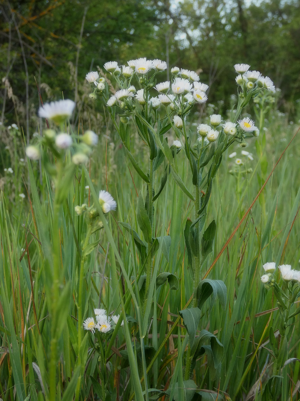 Image of Erigeron annuus ssp. lilacinus specimen.