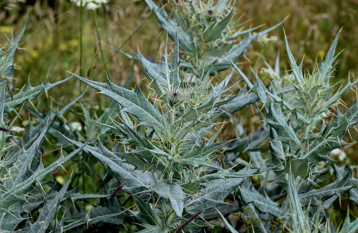 Image of Cirsium argillosum specimen.