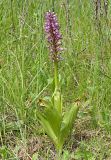 Orchis militaris. Отцветающее растение. Ульяновская обл., Новомалыклинский р-н, окр. с. Стар. Бесовка, долина р. Б. Черемшан, местами заболоченный поросший ивняком луг. 28.05.2023.