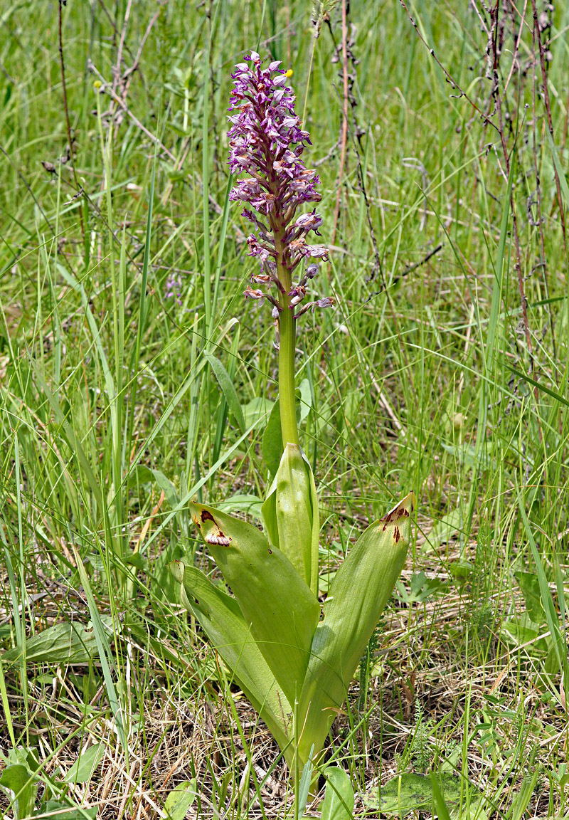 Изображение особи Orchis militaris.