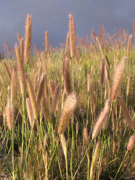 Изображение особи Tetrapogon villosus.