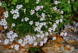 Gypsophila tenuifolia