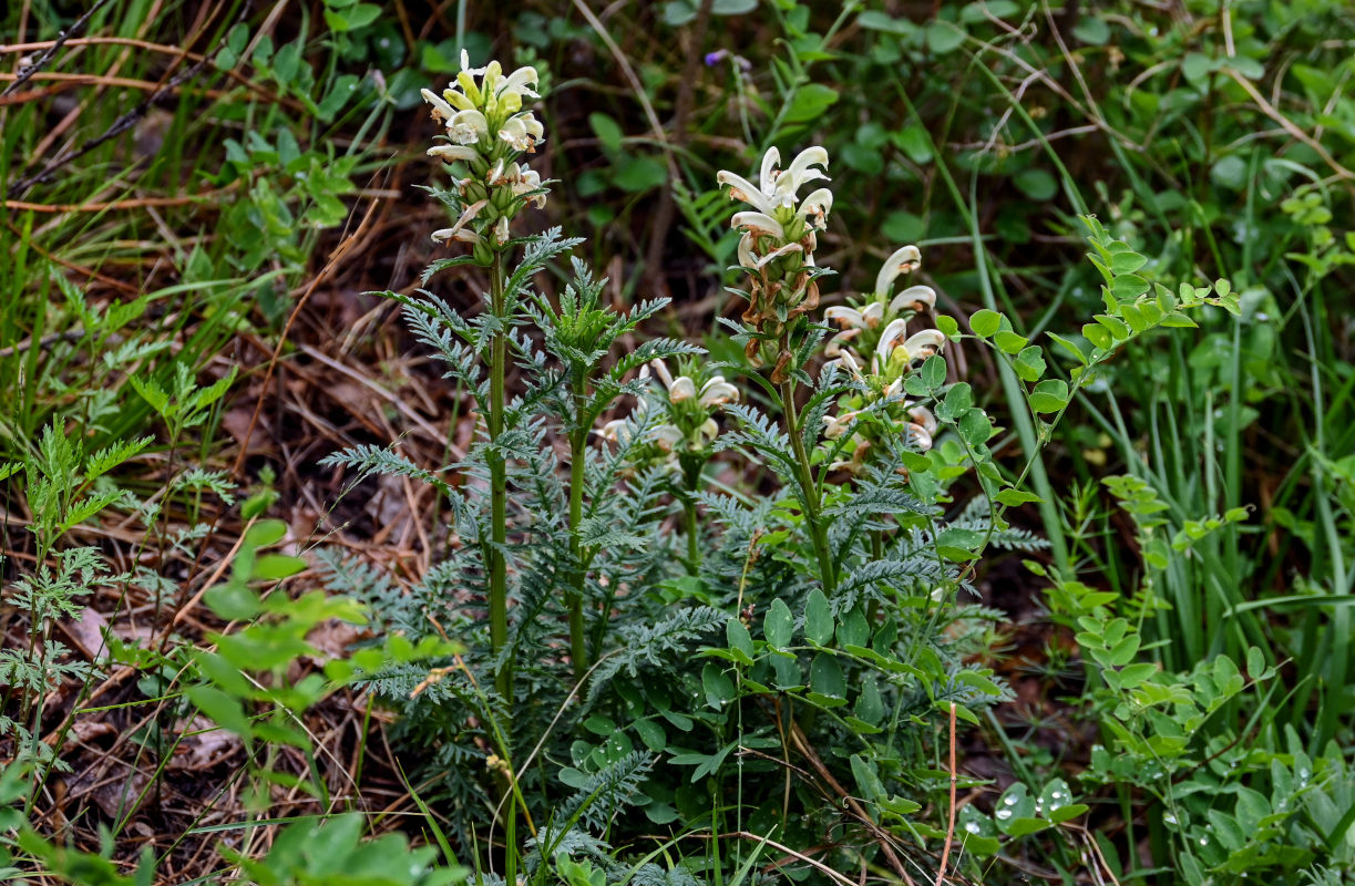 Image of Pedicularis sibirica specimen.