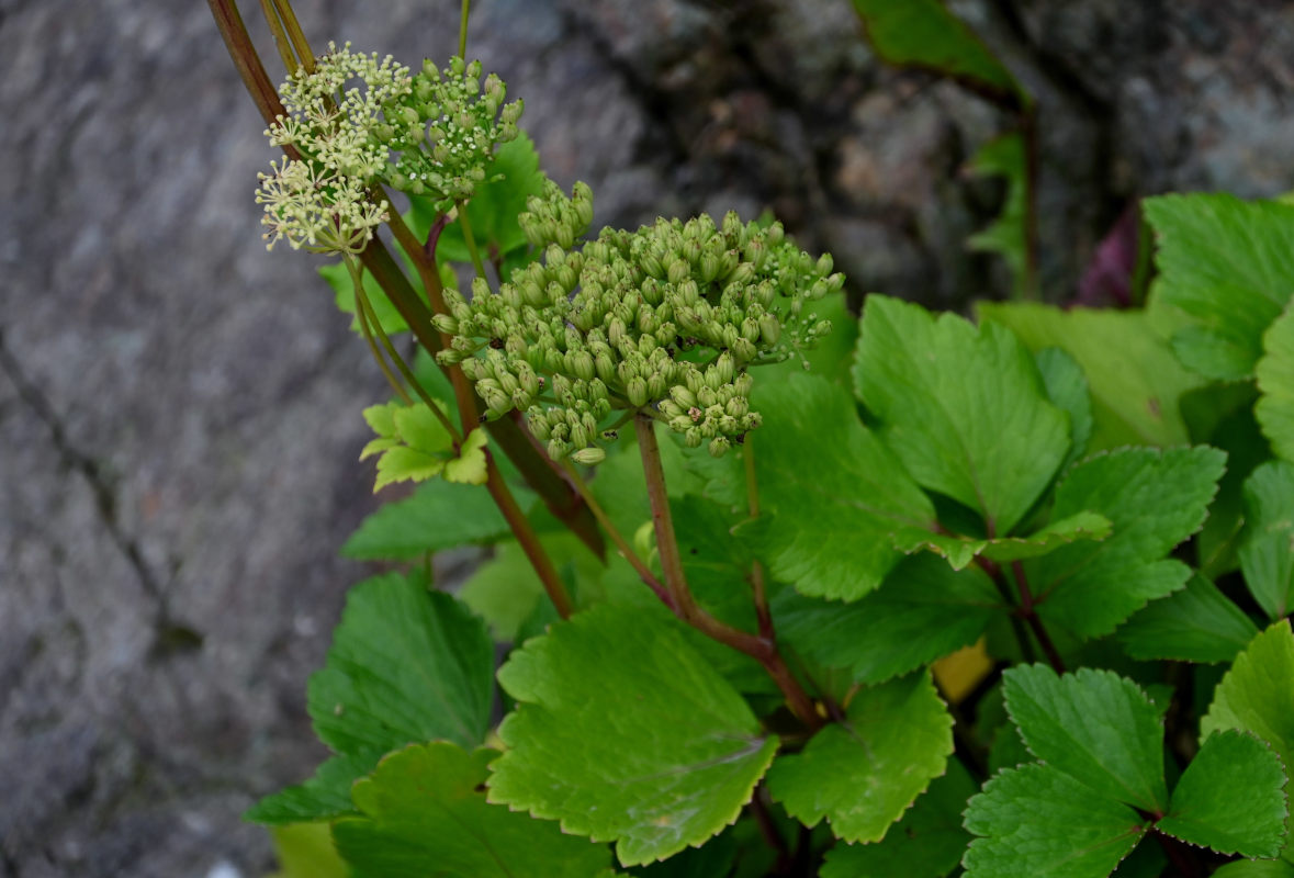 Image of Ligusticum scoticum specimen.