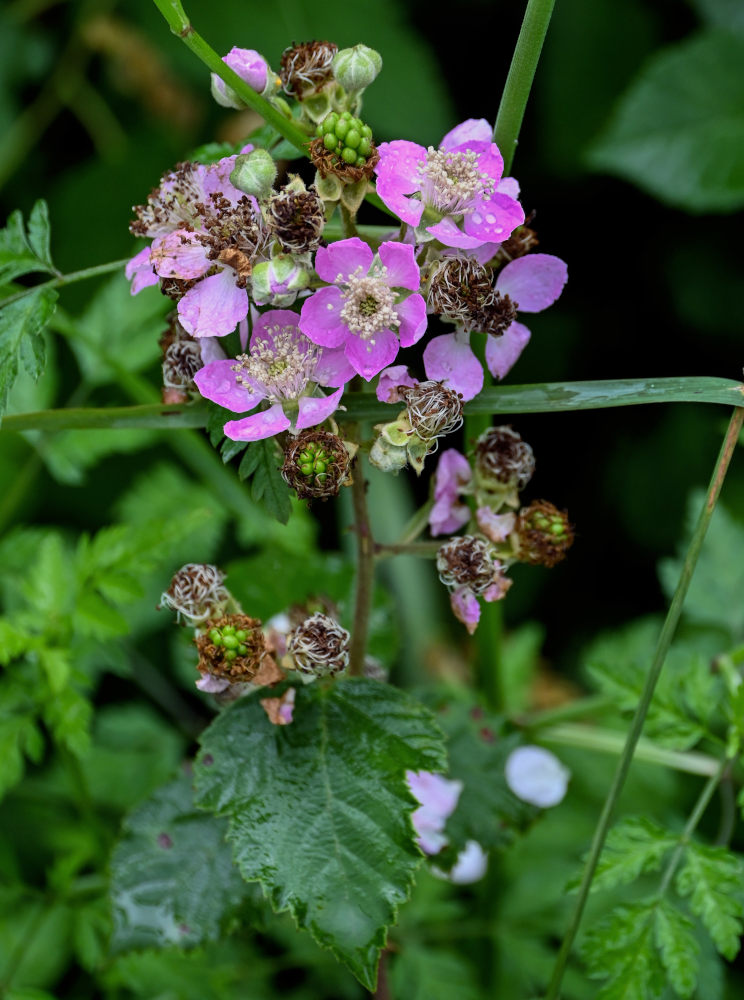 Изображение особи Rubus sanctus.