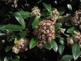 Skimmia japonica. Цветущие побеги. Нидерланды, Гронинген, в городском озеленении. 24 марта 2008 г.