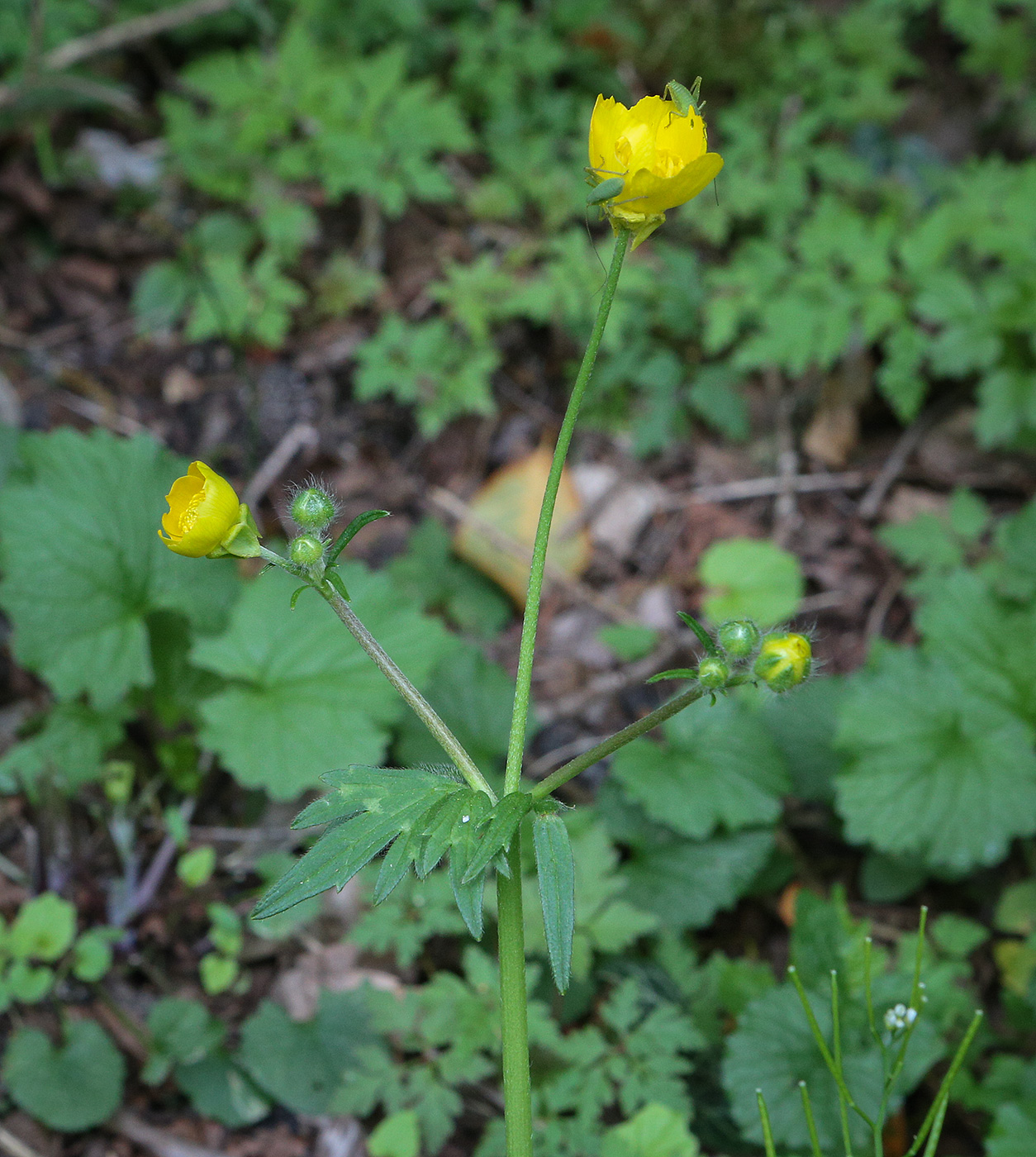 Image of Ranunculus aleae specimen.