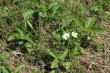 genus Fragaria