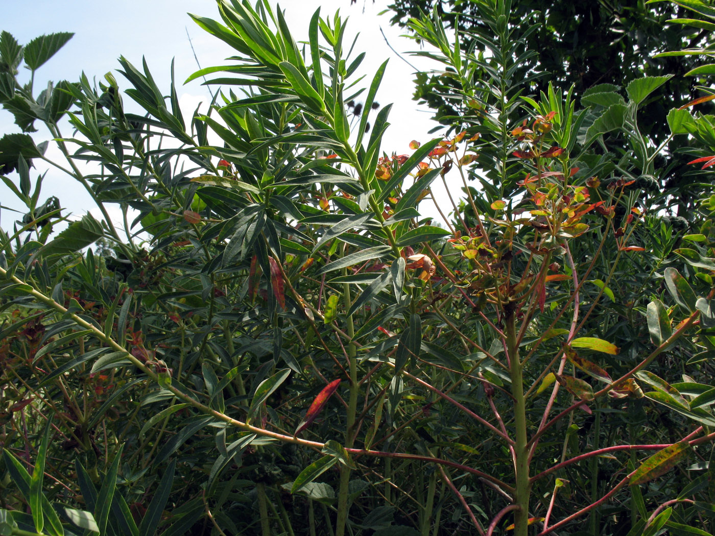 Image of Euphorbia stepposa specimen.