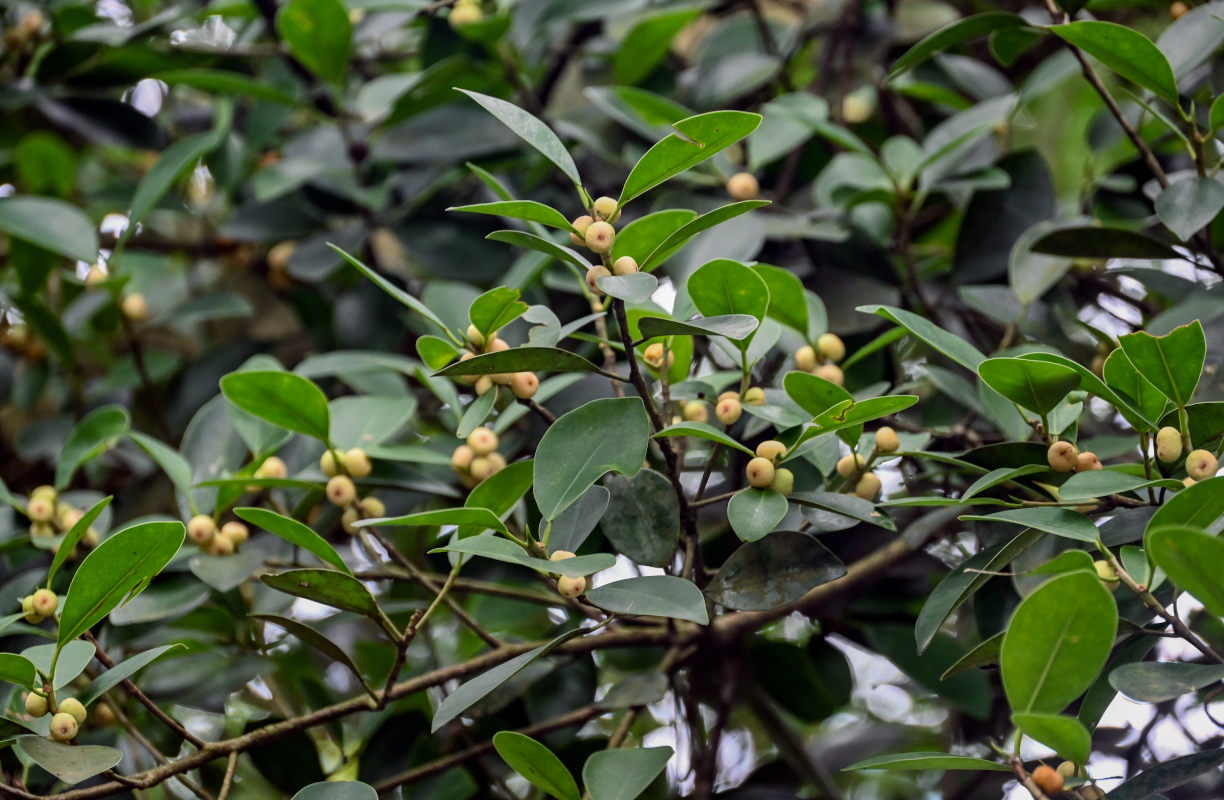 Image of Ficus microcarpa specimen.